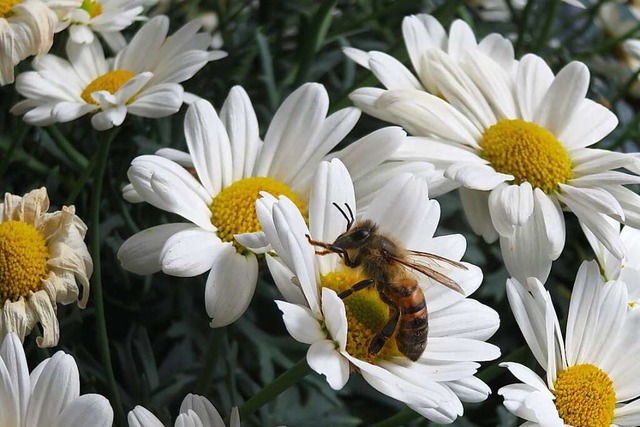 In einem Groteil der Bienenproben wur...tzmittelwirkstoff Indoxacarb gefunden.  | Foto: Peter Gerigk