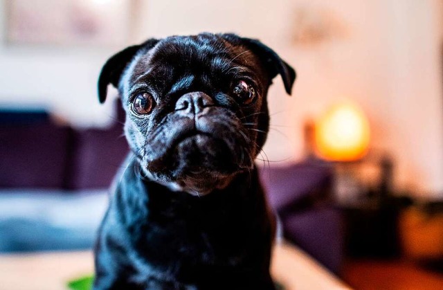 Knuffig und etwas ganz Besonderes: Viele Hundehalter haben einen Mops zuhause.  | Foto: Guido Kirchner