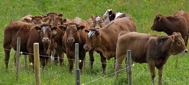 Von den  Rindern der Erzeugergemeinsch...leisch an die  Naturparkwirte gehen.    | Foto: Sebastian Barthmes