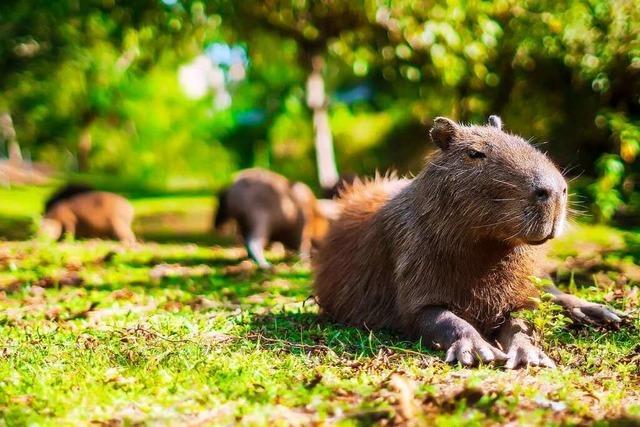 Hunderte Capybaras nerven Anwohner in einer argentinischen Luxussiedlung