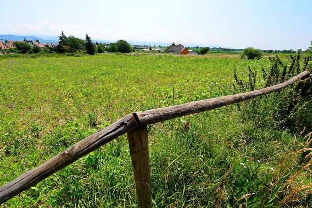 Am Ortsrand von Tiengen sollen bald neue Wohnhuser stehen.  | Foto: Ingo Schneider