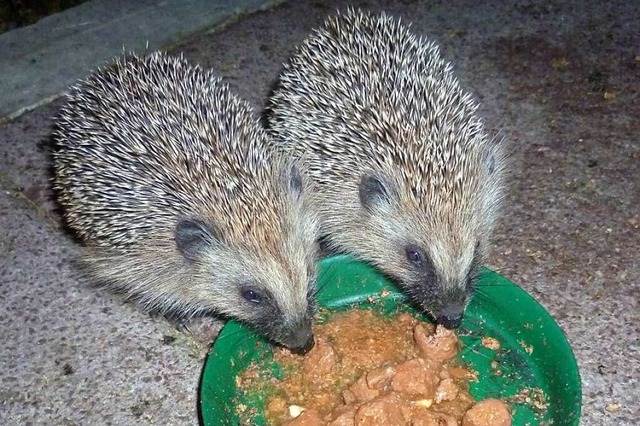 Zwei Igel bedienen sich an einer Futterbox.  | Foto: Heinz Scholz