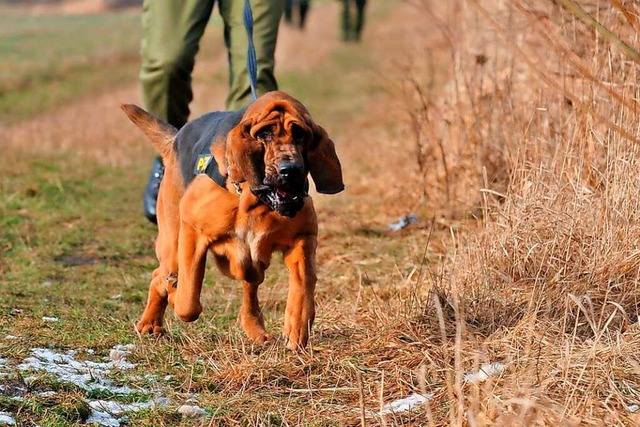 Auch Suchhunde wurden am Mittwoch in Nollingen eingesetzt (Symbolfoto).  | Foto: Picture Alliance/dpa
