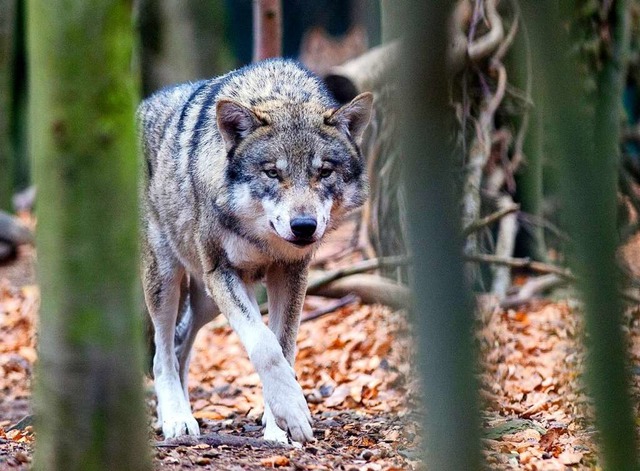 Ob wirklich ein Wolf fr die Nordrache...men zwei im Schwarzwald lebende Tiere.  | Foto: Klaus-Dietmar Gabbert (dpa)