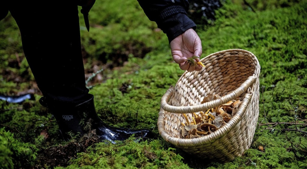 Wer im Wald Pilze sammeln möchte, muss sich an Regeln halten.   | Foto: Zacharie Scheurer (dpa)