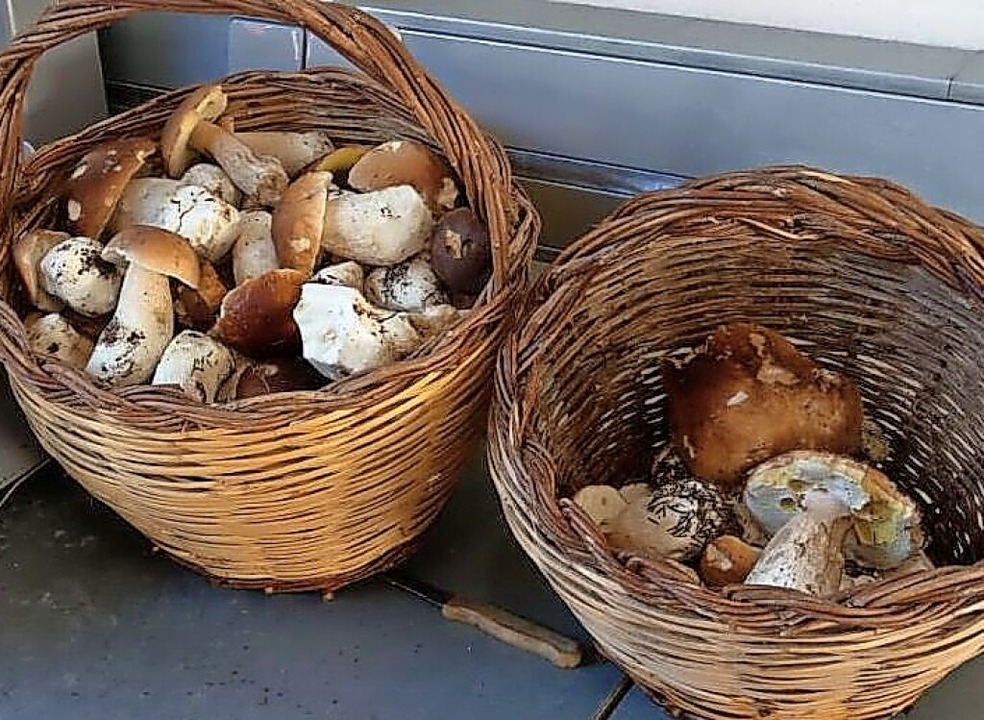 Zu viele Pilze in den Körben können für den Sammler teuer werden.  | Foto: Hauptzollamt Singen