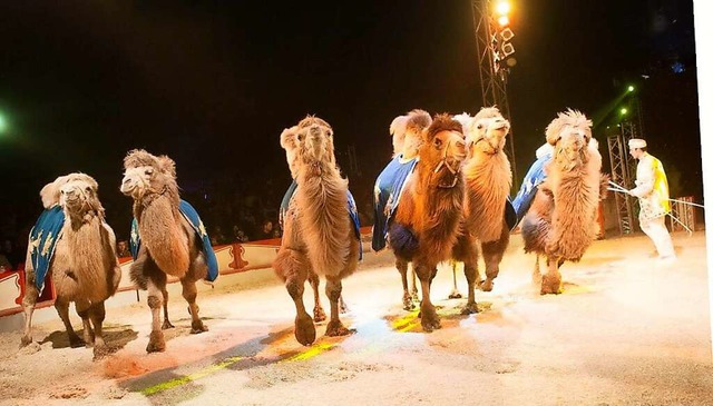 Beim Circus Alessio spielen Tiernummern eine groe Rolle.  | Foto: Circus Alessio