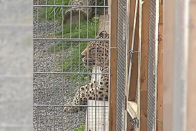 Leopard verletzt Model bei Fotoshooting