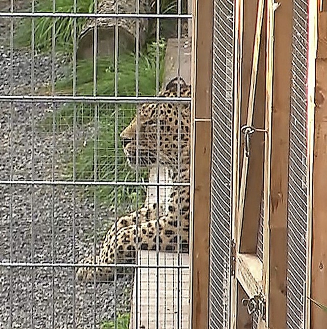 Ein Leopard liegt in seinem Gehege.  | Foto: Tobias Junghann (dpa)