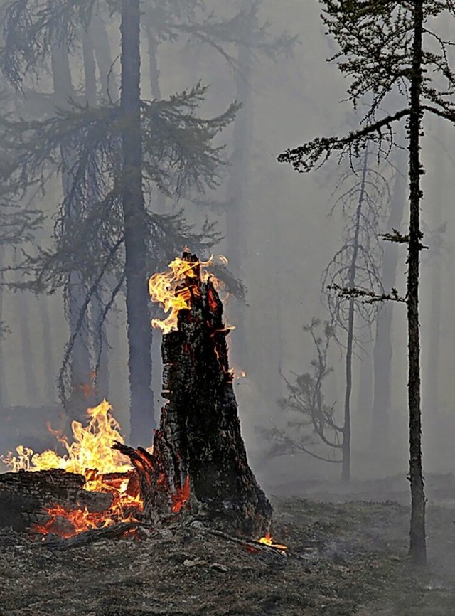 Ein Baum steht in Flammen.  | Foto: Vasily Kuper (dpa)