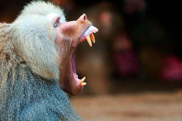 Affe beißt Mann in Bietigheim-Bissingen