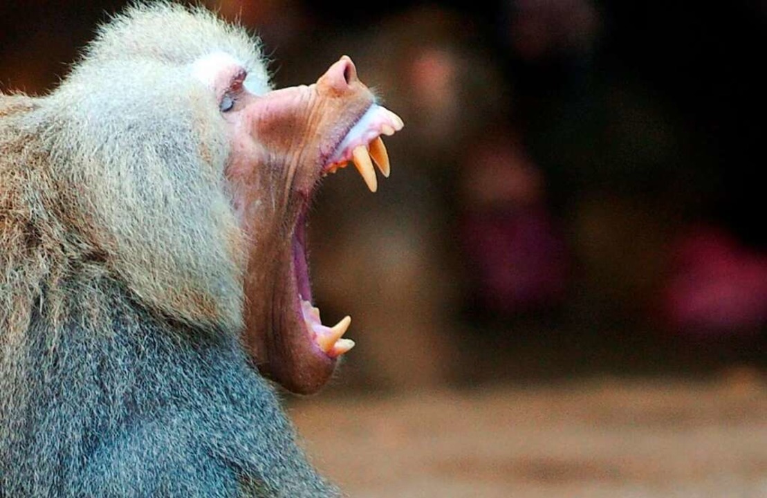 Affen haben mitunter kräftige Zähne und wissen sie auch einzusetzen.  | Foto: Kay Nietfeld