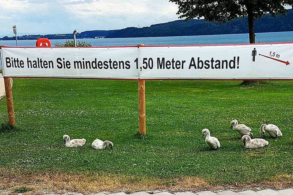 Die jungen Schwäne am Bodensee haben sich sichtlich darüber gefreut, dass alle den vorgeschriebenen Abstand eingehalten haben. (Foto: Franz Roth) Die jungen Schwäne am Bodensee haben sich sichtlich darüber gefreut, dass alle den vorgeschriebenen Abstand eingehalten haben. (Foto: Franz Roth)