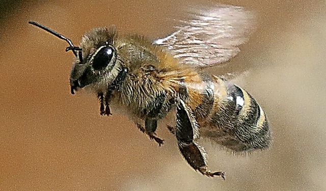 Viele  Bienen sind  bei den  Waldbrnden in Griechenland umgekommen.  | Foto: Wolfgang Kumm