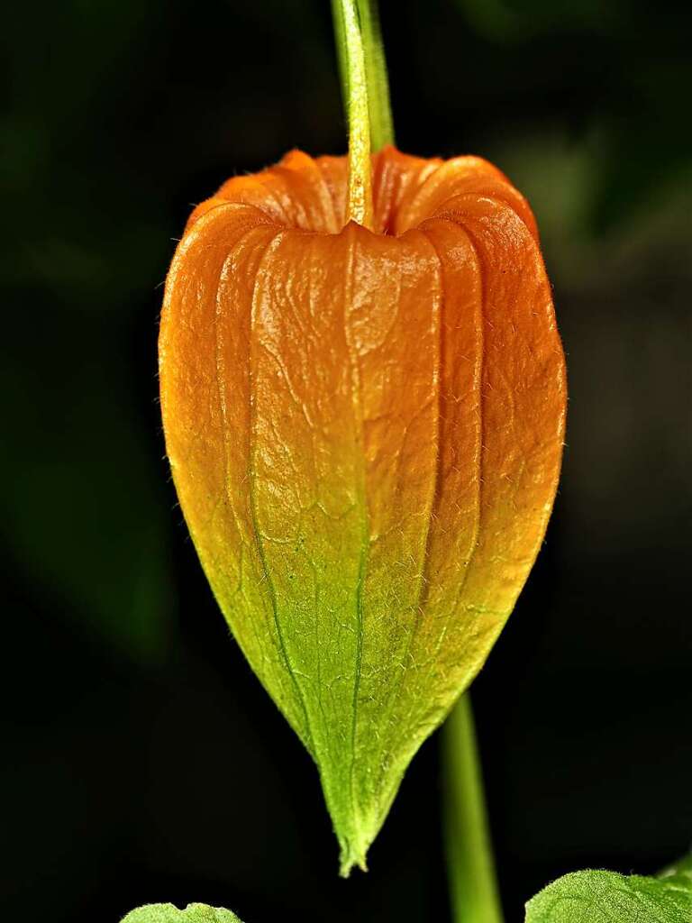 Im Inneren der Physalis Alkehengi, auch Blasenkirsche genannt, versteckt sich eine Beere, wie Fotograf Wilhelm Lieberwirth mitteilt.