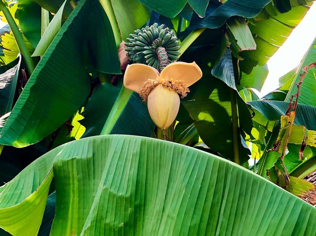 Die blhende Bananenstaude entdeckte Konrad Saier in einem Vorgarten in Kollmarsreute.