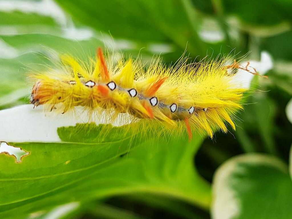 Nicht die Raupe Nimmersatt, sondern die Raupe der Ahorn-Rindereule fand Jrgen Hauss in seinem Garten.