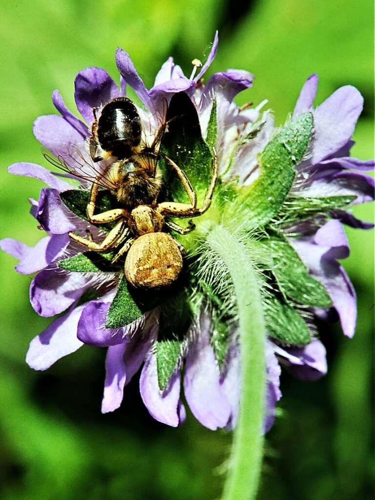 Die Wegwarte als Fangplatz der Spinne faszinierte Wilhelm Lieberwirth.