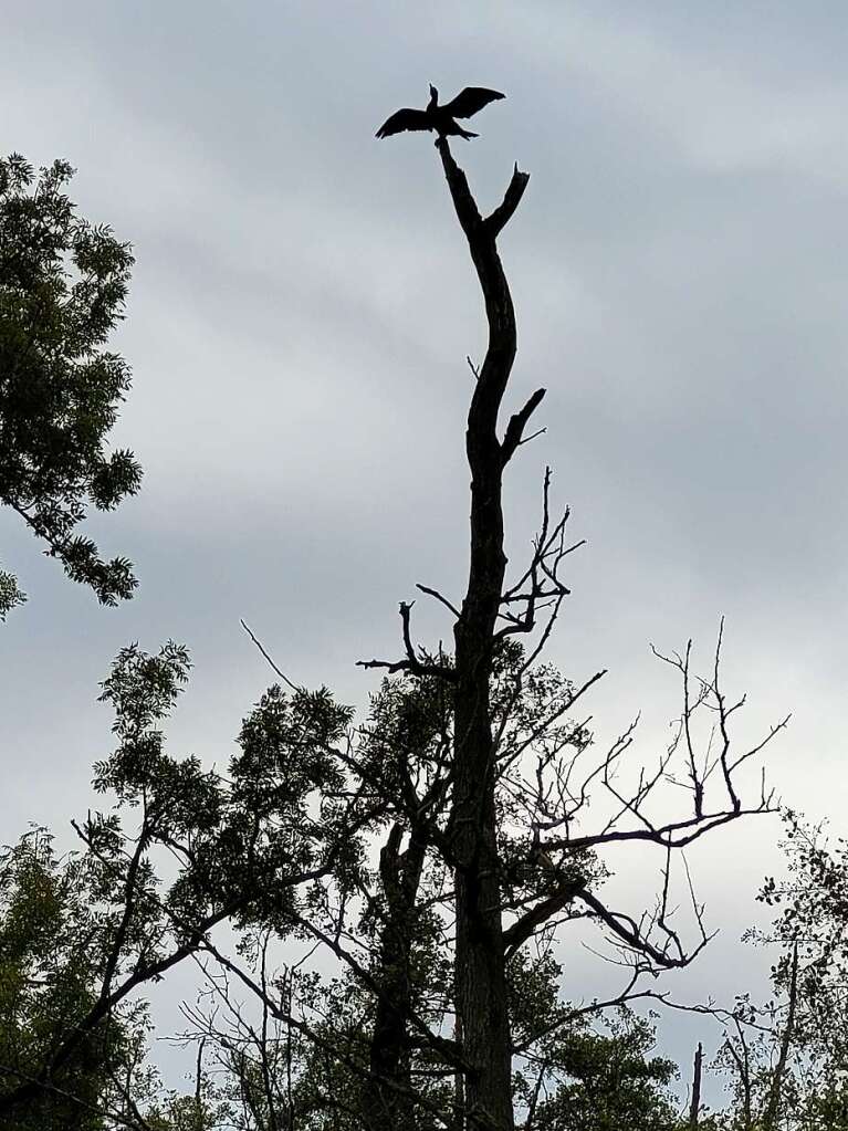 Ruth Iannetta beobachtete dieses Kormoran dabei, wie er sich an der Elz bei Riegel das Gefieder trocknete.