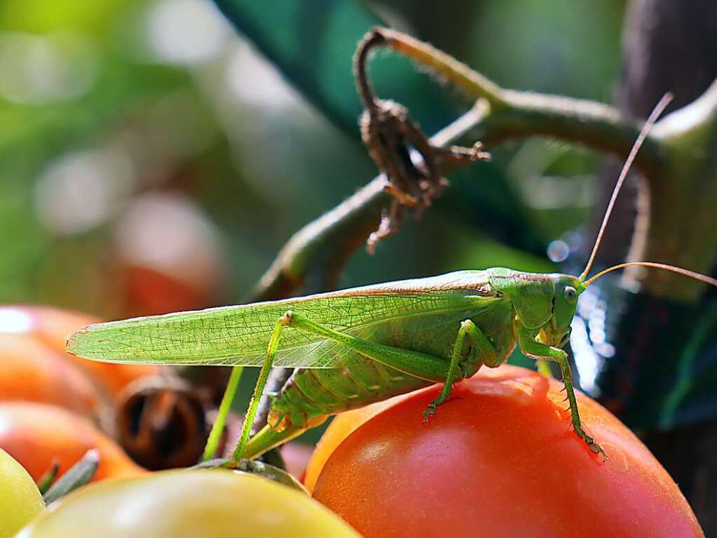 Guten Appetit wnschte Manfred Senn dieser Heuschrecke.