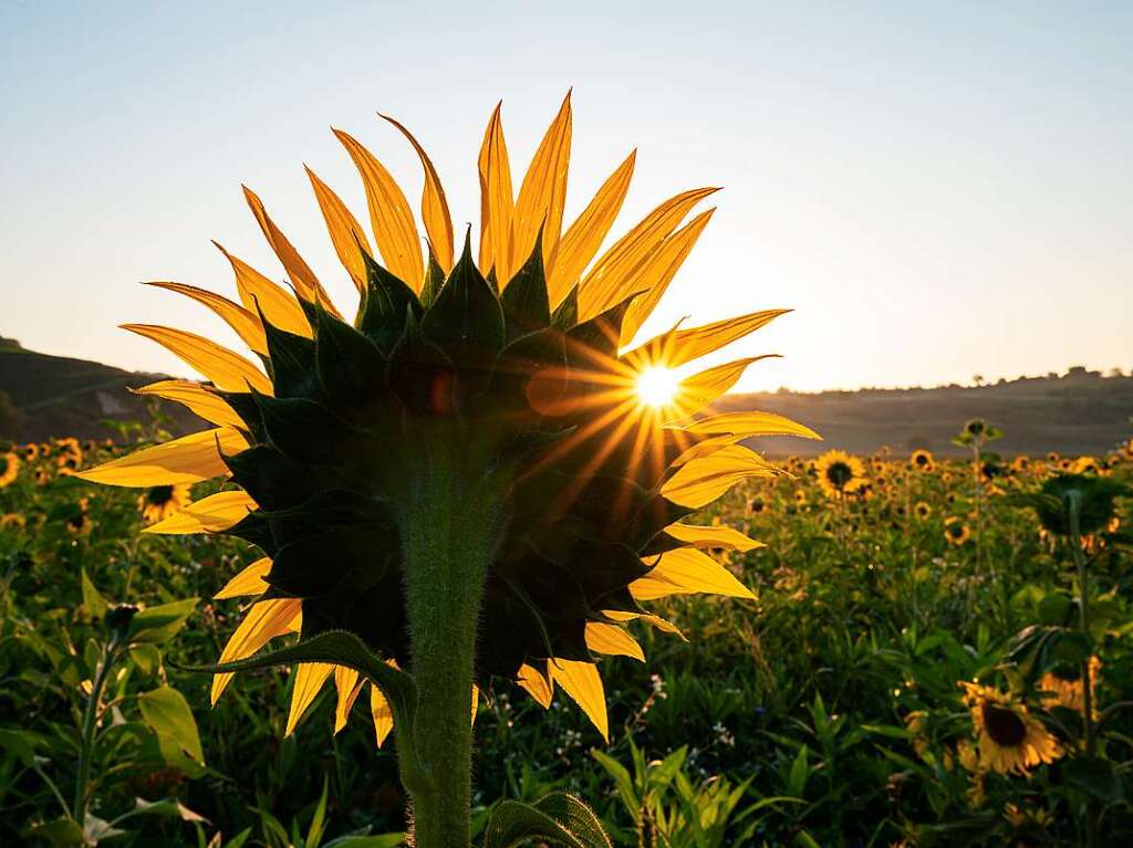 Das Foto von Emanuel Jauch zeigt eindeutig: Die Sonnenblume richtet sich zur Sonne hin, geniet die wrmenden Strahlen.