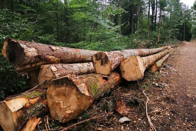 Regensommer bringt eine leichte Entspannung, aber keine Entwarnung fr die Wlder im Ortenaukreis