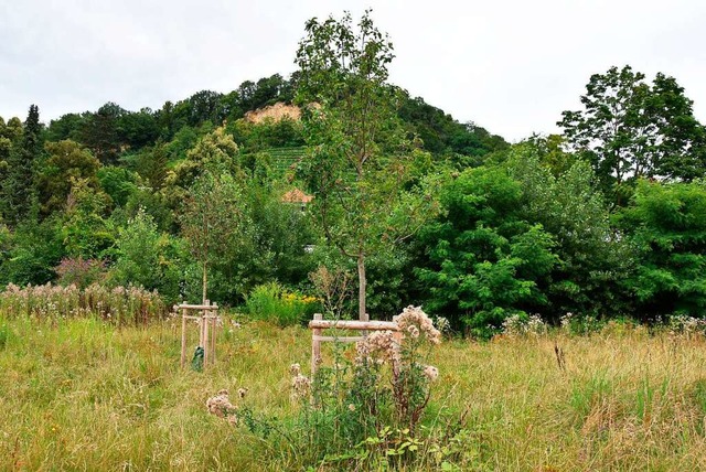 Auch oberhalb der Salzlnde in Grenzac...elsens pflanzte die Gemeinde Bume an.  | Foto: Heinz und Monika Vollmar