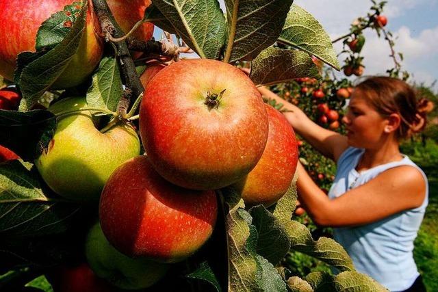Die Ortenauer Obstbauern erwarten eine gute Apfelernte