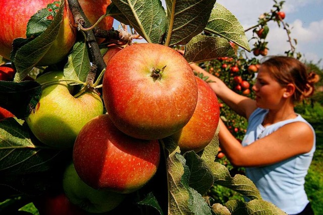 Die Apfelernte fllt gut aus.  | Foto: dpa