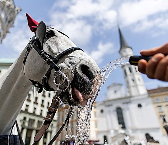 Ein Fiakerpferd in Wien  | Foto: Expa/Michael Gruber