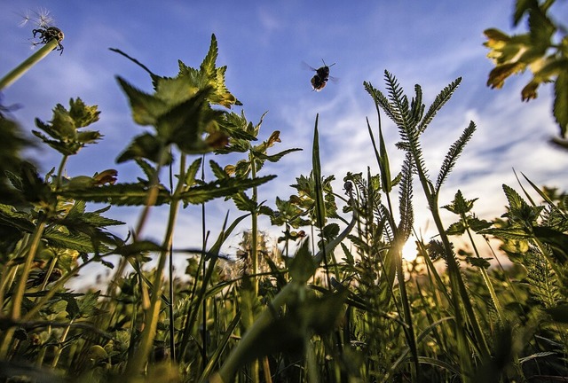 Alles,  was fliegt, rennt und wchst w...hprobenflchen von Kartierern notiert.  | Foto: Frank Rumpenhorst