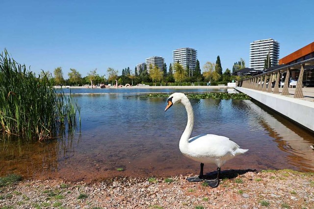 Diesen Schwan strt der undichte See nicht.  | Foto: Christoph Breithaupt