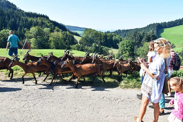 Jung und Alt besuchten den Ringlihof und seine Ziegen in Horben.  | Foto: Sophia Hesser