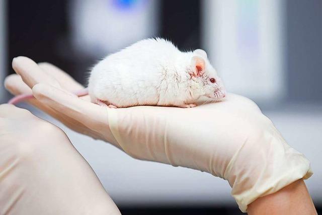 Immer noch werden Tierversuche fr Kosmetika durchgefhrt