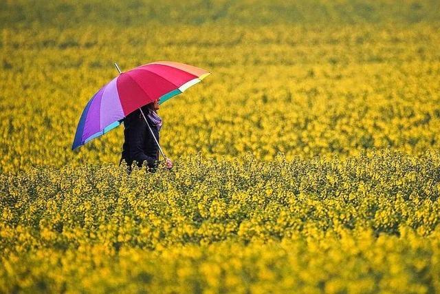 Regen fhrt in Gundelfingen zu einem Anstieg des Grundwassers - in Denzlingen nicht