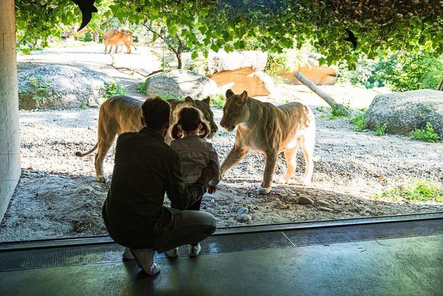 Dicke Glasscheiben ermglichen faszini...ier etwa im Haus Gamgoas mit Lwinnen.  | Foto: Zoo Basel (Torben Weber)