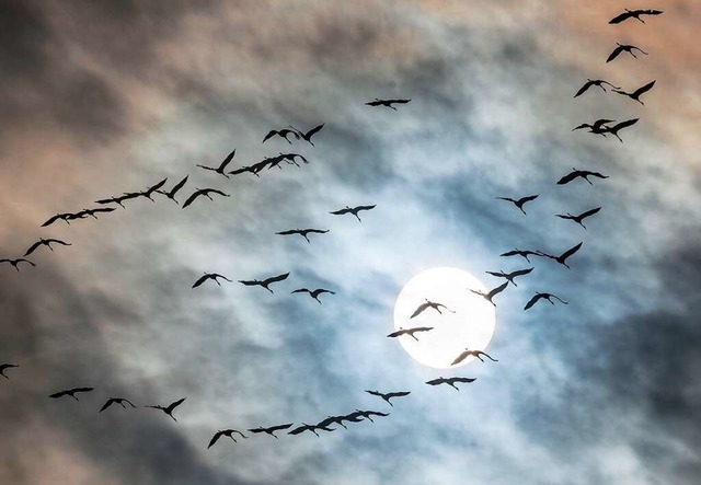 Kraniche auf dem Weg in den Sden bei leicht bewlktem Himmel  | Foto: Frank Rumpenhorst (dpa)