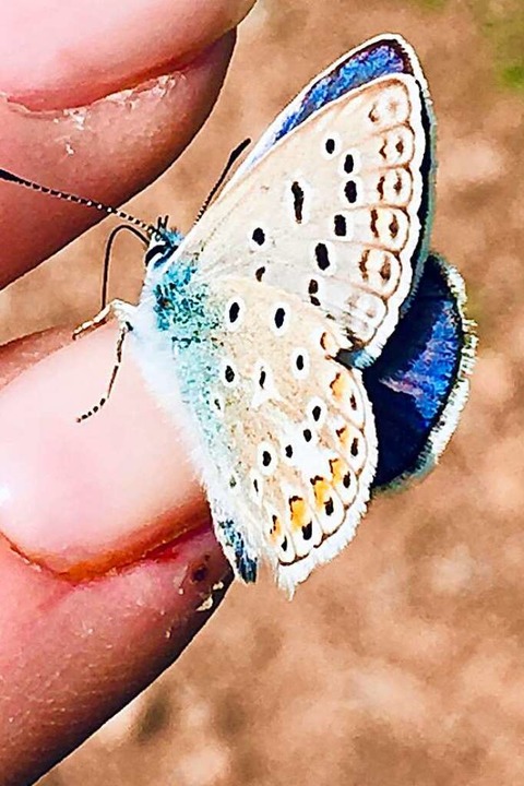 Der Schmetterling hat sich auf Susanne Andres&#8217; Finger niedergelassen.  | Foto: Susanne Andres