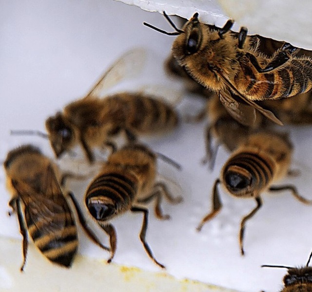 Bienen auf der Suche nach Nektar  | Foto: Sina Schuldt (dpa)