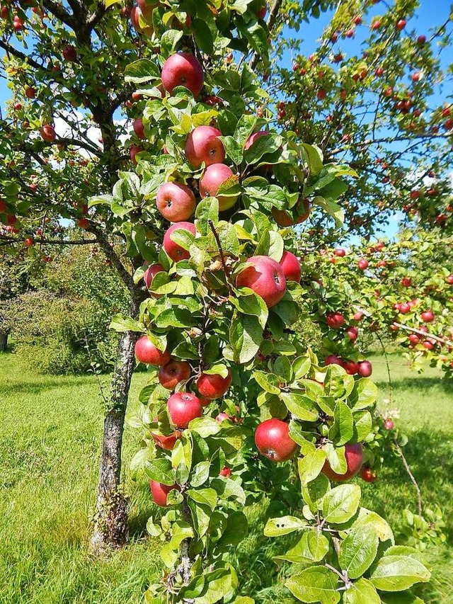 Streuobstwiesen, wie diese hier in Nor...8211; kosten die Stadt aber auch Geld.  | Foto: Claudia Gempp