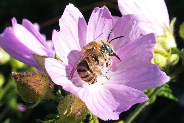 Was gegen das Insektensterben getan werden kann - ein Beispiel aus Opfingen