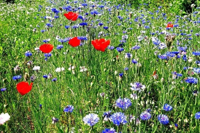ber Wildblumenwiesen freuen sich Insekten.  | Foto: Reiner Merz
