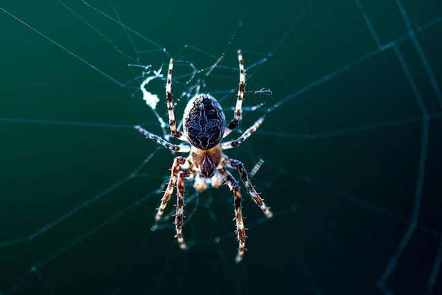 Auch eine kleine Spinne kann fr einen groen Schrecken sorgen (Symbolfoto).  | Foto: Hendrik Schmidt (dpa)