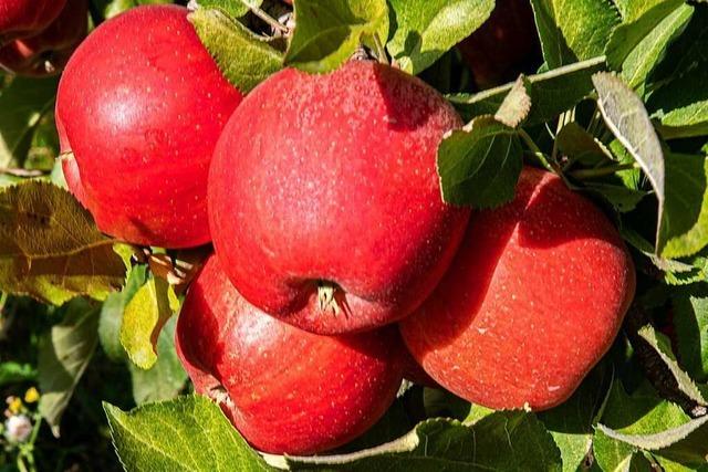 Die Apfelernte in der Region Freiburg ist in vollem Gang