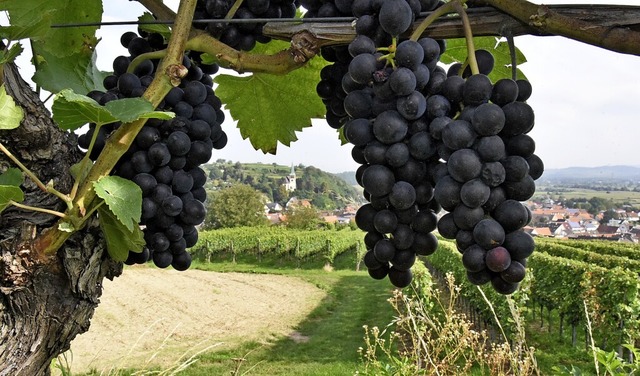 Die Anbauflchen fr Wein sind in Bahl...die Bewirtschaftungsstruktur verndert  | Foto: Markus Zimmermann