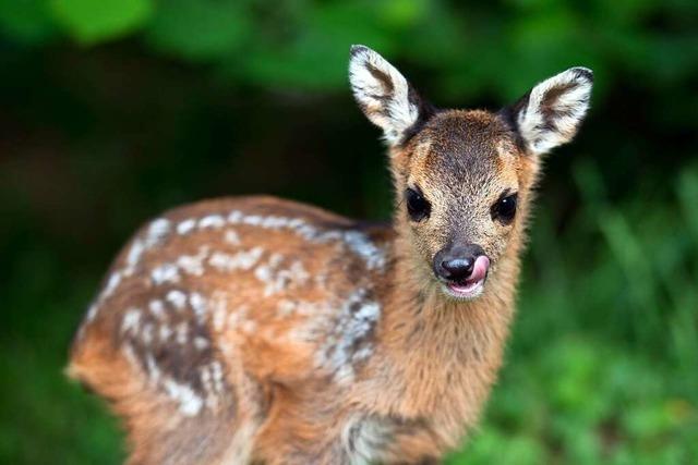 Jagdverband: 2000 Rehkitze wurden vor dem Mhtod gerettet