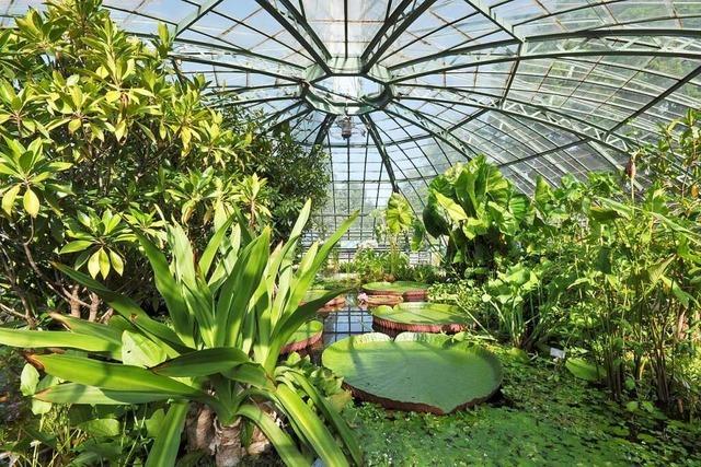 Im Botanischen Garten Basel gibt es hundert Jahre alte Kakteen – und Mittelmeerklima