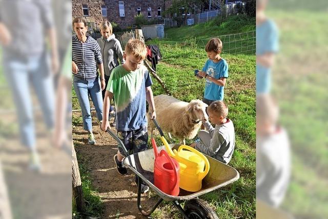 Schule zwischen Huhn und Schaf