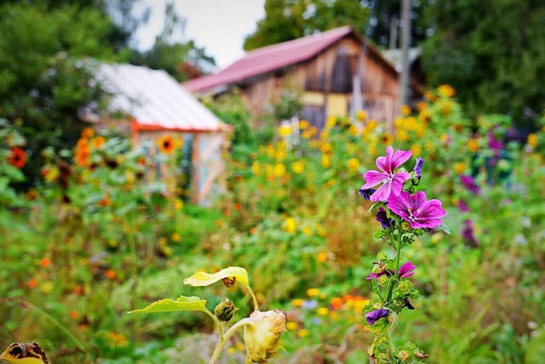 Idyllisch: Zum Hof gehrt ein in diesen Tagen ppig blhender Bauerngarten.  | Foto: Kathrin Blum