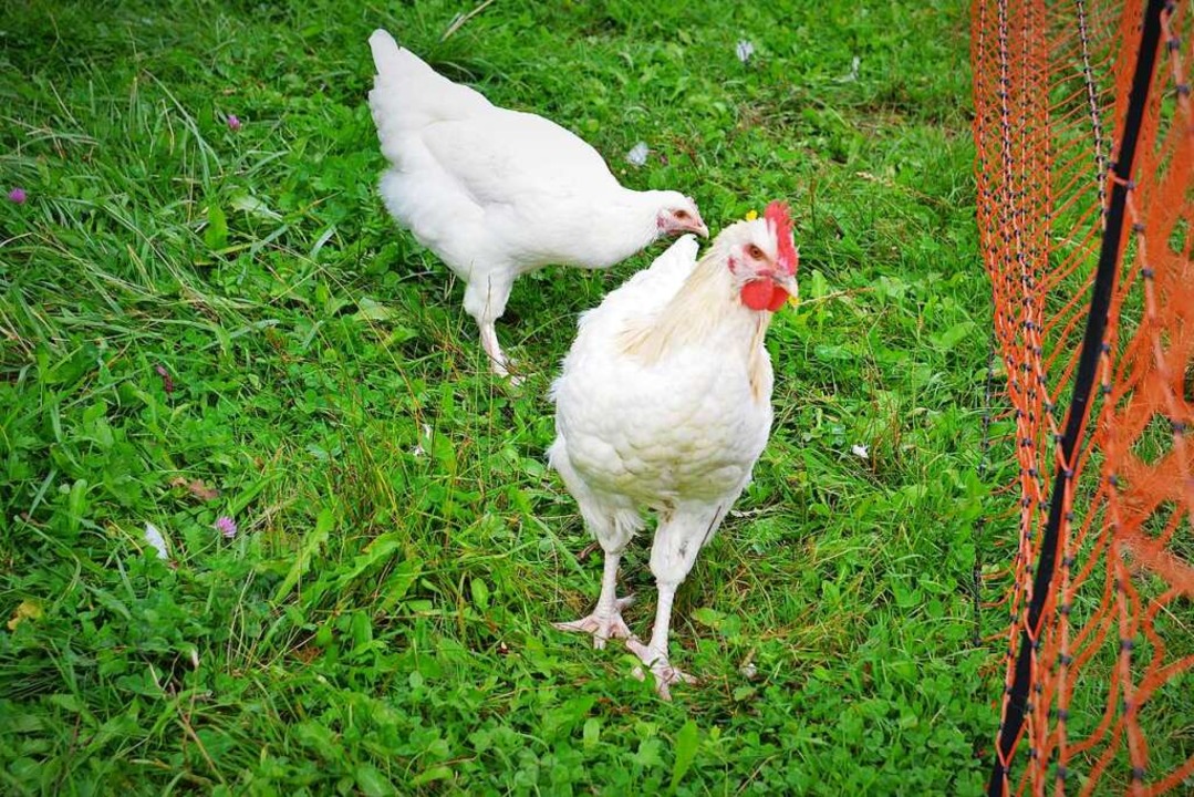 Rund 100 Hühner &#8211; sowohl für die...hproduktion &#8211; leben auf dem Hof.  | Foto: Kathrin Blum